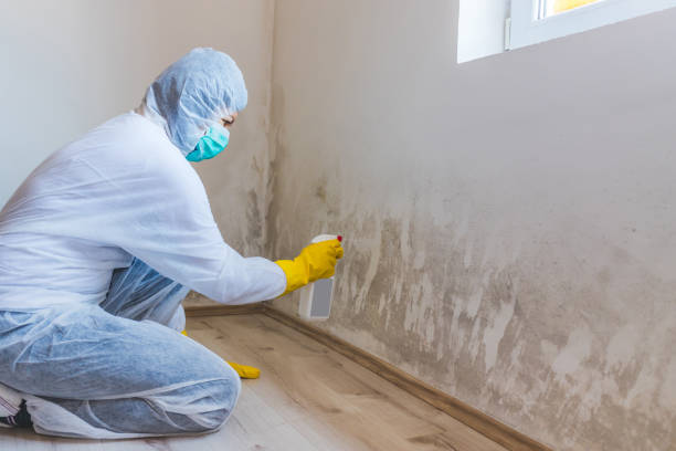 Mold Remediation specialist working in Hawthorne